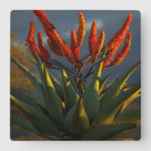 Relógio Quadrado Aloe da Montanha (Aloe Marlothii Berger)