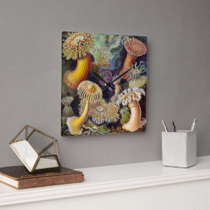 Relógio Quadrado Anêmonas Marinhas Vintage por Ernst Haeckel