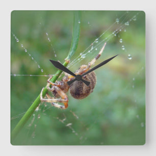 Relógio Quadrado Araneus - aranha do tecelão da esfera