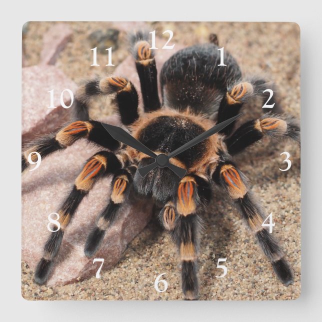Relógio Quadrado Aranha Vermelha Mexicana Tarantula (Frente)