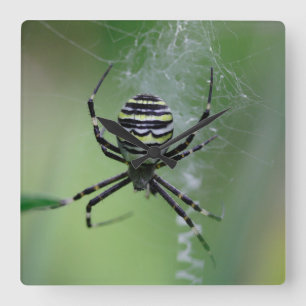 Relógio Quadrado Argiope bruennichi