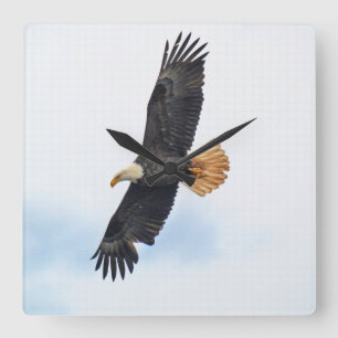 Relógio Quadrado Arte Fotográfica Bald Eagle Wildife