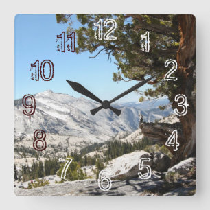 Relógio Quadrado Árvore velha no parque nacional de Yosemite