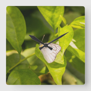Relógio Quadrado Ascia_02