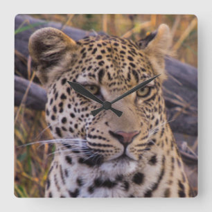Relógio Quadrado Assento do leopardo, Botswana, África