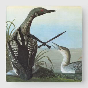 Relógio Quadrado Audubon: Mergulhão-do-norte ártico