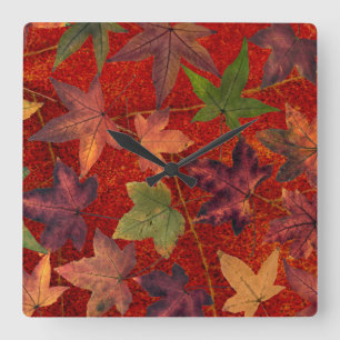 Relógio Quadrado Autumn Leaves Fall Season Tree Leaf Colorir