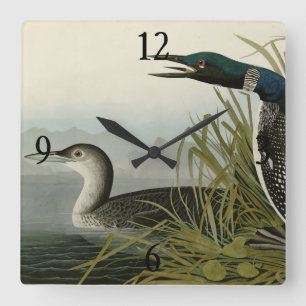 Relógio Quadrado Aves de Audubon do Norte Diver Loon da América