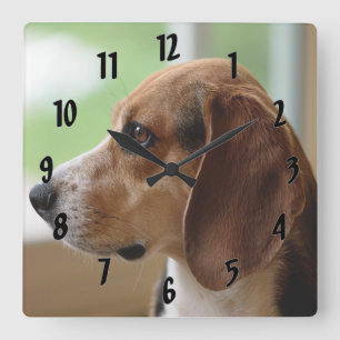 Relógio Quadrado Beagle Sonhador