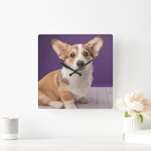 Relógio Quadrado Bebês Mais Pobres   Corgi Puppy em roxo