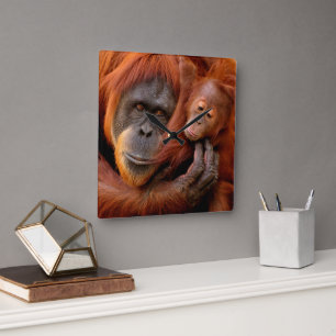 Relógio Quadrado Bebês Mais Pobres Orangutan Mãe e Bebê