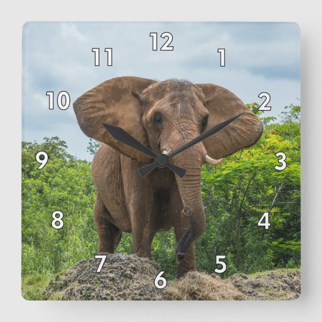 Relógio Quadrado Belo Elefante Tocando na Grama (Frente)