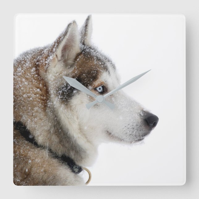 Relógio Quadrado Belo Husky Siberiano na neve (Frente)