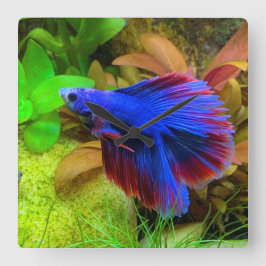 Relógio Quadrado Betta Splendens