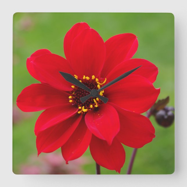 Relógio Quadrado Bispo de Llandaff Dahlia (Frente)
