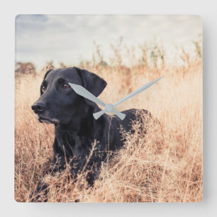 Relógio Quadrado Black Labrador In Dry Grass