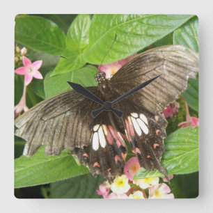 Relógio Quadrado Bloco de Parede Macro da Borboleta do Swallowtail