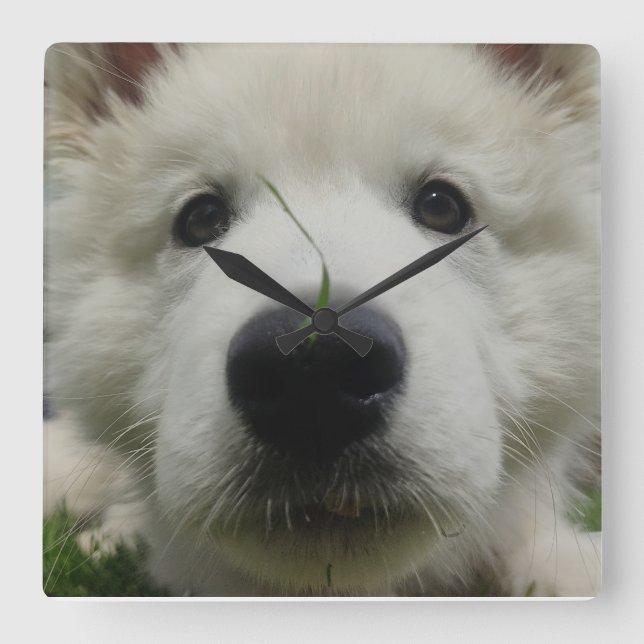 Relógio Quadrado Bloqueio de Parede do Cachorro Suíço - Cachorro do (Frente)