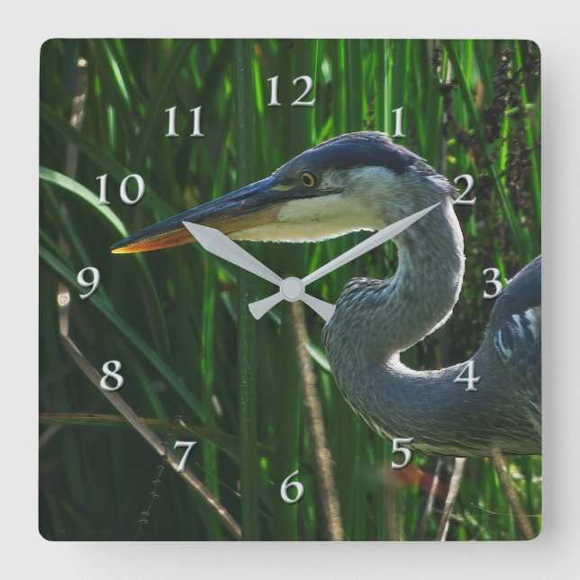 Relógio Quadrado Blue Heron Early Bird Hunter (Frente)