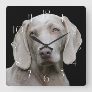 Relógio Quadrado Bonito Cão Caçador de Weimaraner