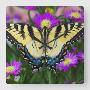 Relógio Quadrado Borboleta de Swallowtail na margarida