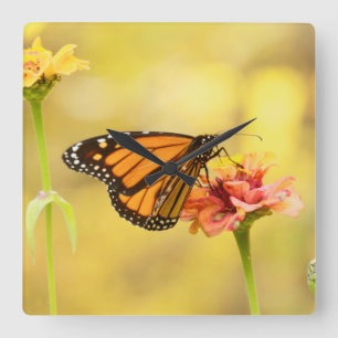 Relógio Quadrado Borboleta Monarca na Zinnia