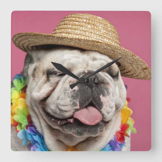 Relógio Quadrado Buldogue inglês (18 meses velho) que veste uma (Frente)