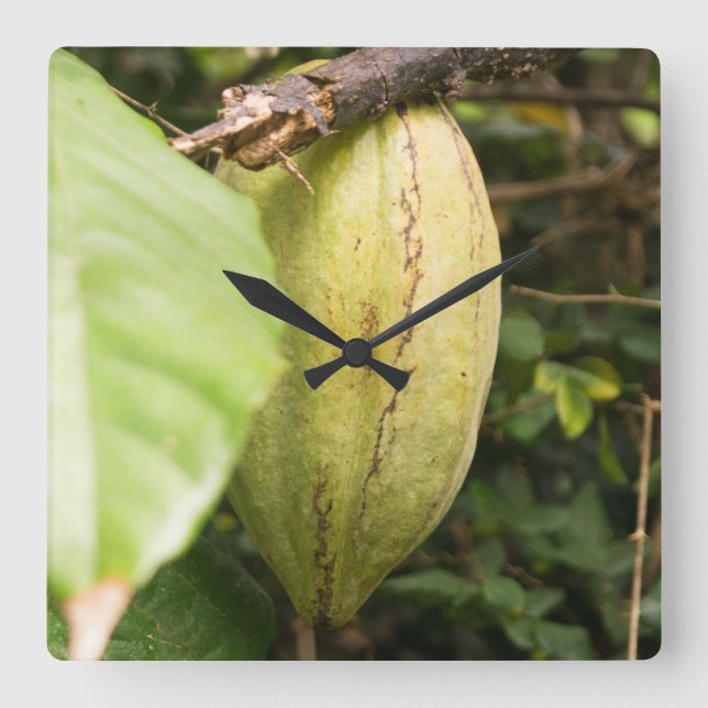 Relógio Quadrado cacao pod (Frente)