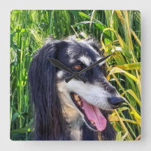 Cachorro Saluki