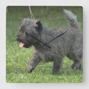 Relógio Quadrado cairn-terrier-2.jpg