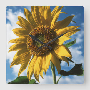 Relógio Quadrado Califórnia, Um Girassol Gigante (Helianthus) 2