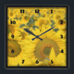 Relógio Quadrado Campo Amarelo de Girassóis Fotografia<br><div class="desc">Um relógio com uma bela fotografia de um campo de girassóis amarelos.</div>