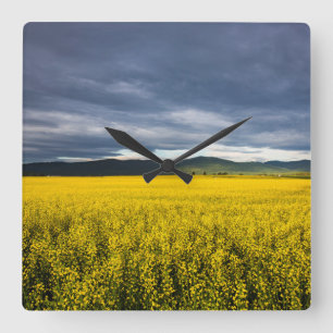 Relógio Quadrado Campo de canola à luz da manhã no Flathead