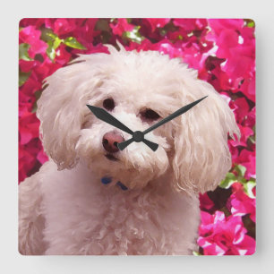 Relógio Quadrado Caniche bonito