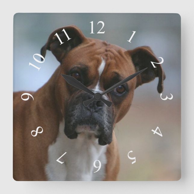 Relógio Quadrado Cão-boxeiro Portrait Square Wall Clock (Frente)