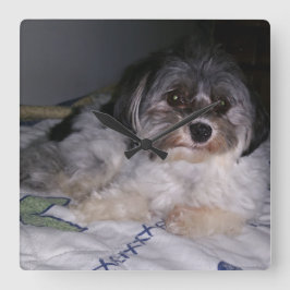 Relógio Quadrado Cão de Havanese, pulso de disparo de parede