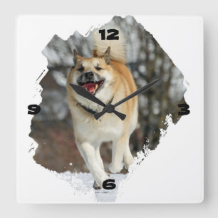 Relógio Quadrado Cão de islândia