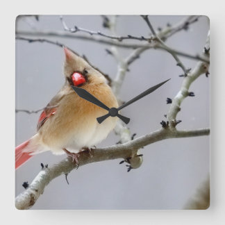 Relógio Quadrado Cardinal_fêmea_relogio_v1
