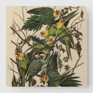 Relógio Quadrado Carolina Parrot das Aves da América de Audubon