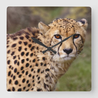 Relógio Quadrado Cheetah Clock