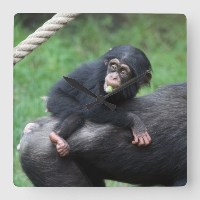 Relógio Quadrado Chimpanzé 032 (Frente)