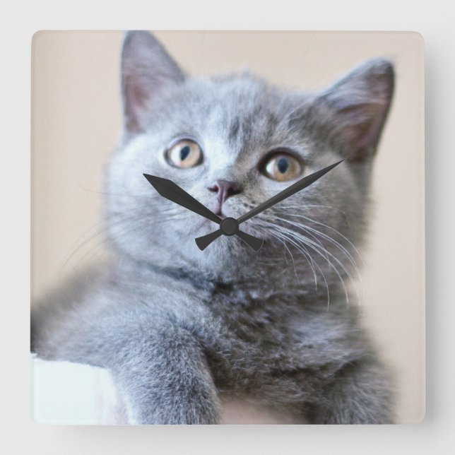 Relógio Quadrado Cinza British Shorthair Cat (Frente)