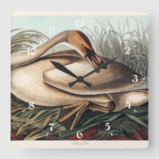 Relógio Quadrado Cisne Trombeteiro por John James Audubon