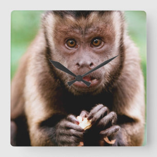 Relógio Quadrado Close-up de um macaco capuchinho de cabeça preta