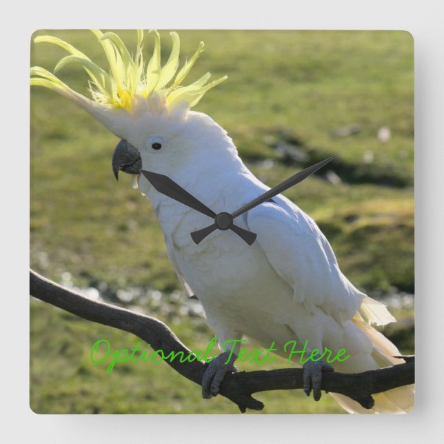 Relógio Quadrado Cockatoo Penteado de Enxofre na Austrália (Frente)