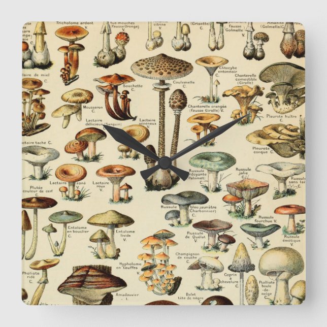 Relógio Quadrado Cogumelos e fungos Vintage (Frente)