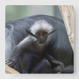 Relógio Quadrado Colobus polykomos