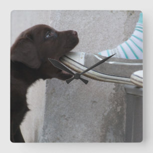 Relógio Quadrado Coma O Meu Calçado! Labrador Puppy