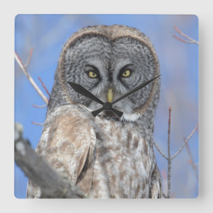 Relógio Quadrado Coruja