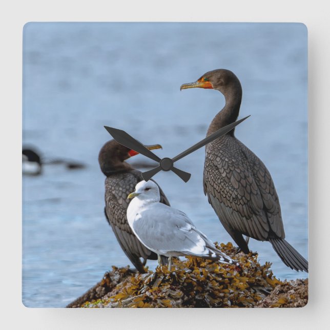 Relógio Quadrado Corvos-marinhos e gaivota (Frente)
